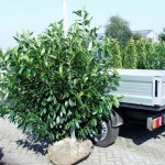 Prunus laurocerasus 'Caucasica'