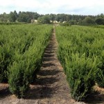 Taxus media 'Hillii'