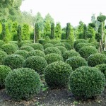 Ilex