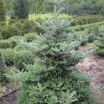 Abies koreana Molli