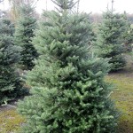 Abies koreana