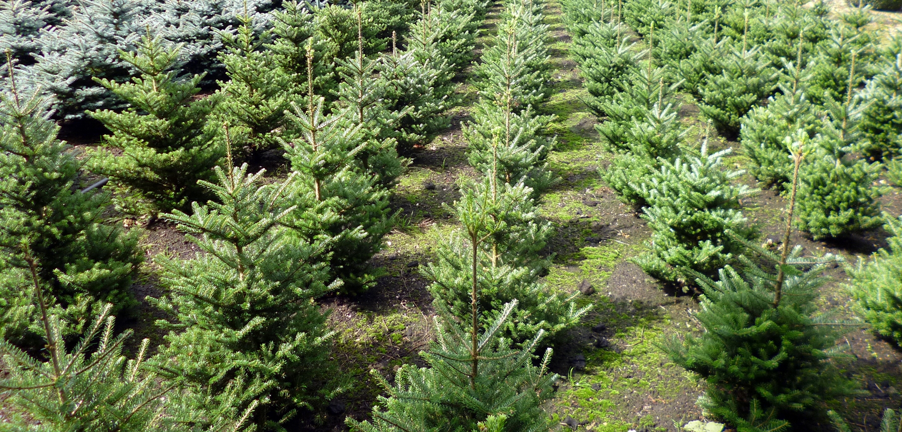 Abies koreana Molli