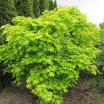 Acer cap. Aureum IMG_1555