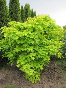 Acer cap. Aureum IMG_1555