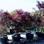 Acer palmatum 'Bloodgood' 5