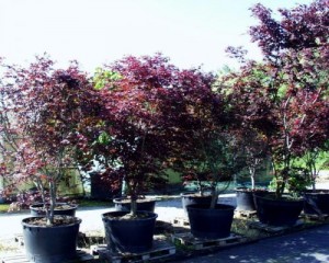Acer palmatum 'Bloodgood' 5