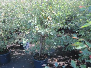 amelanchier-lamarckii