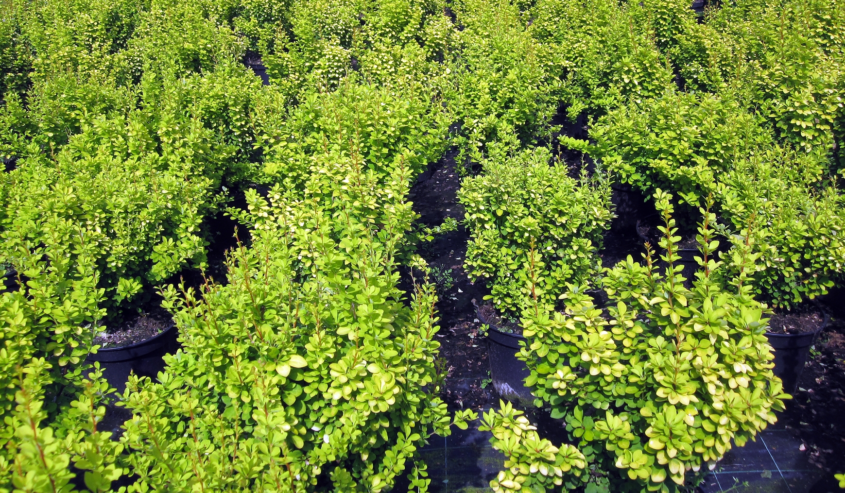 Berberis Maria,