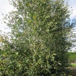 Betula jacquemontii