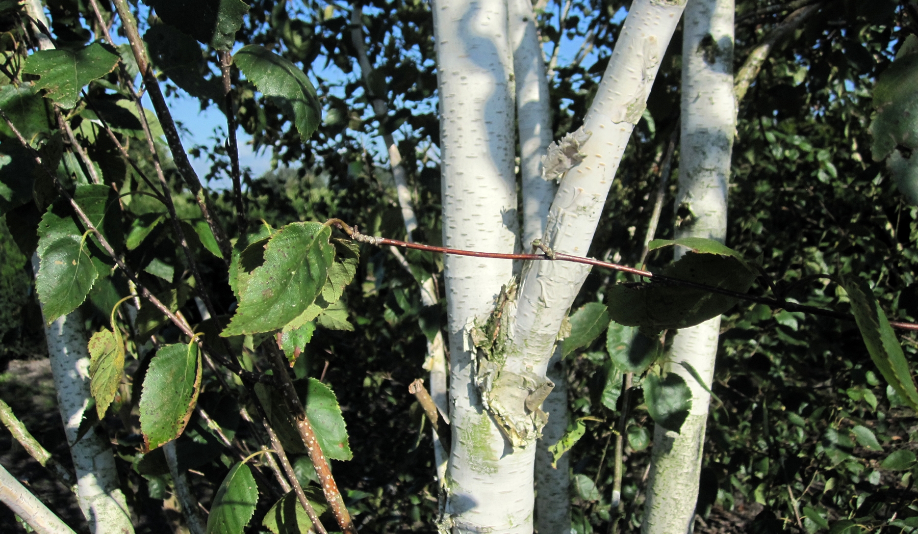 Betula utilis