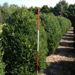 Buxus sempervirens arborescens