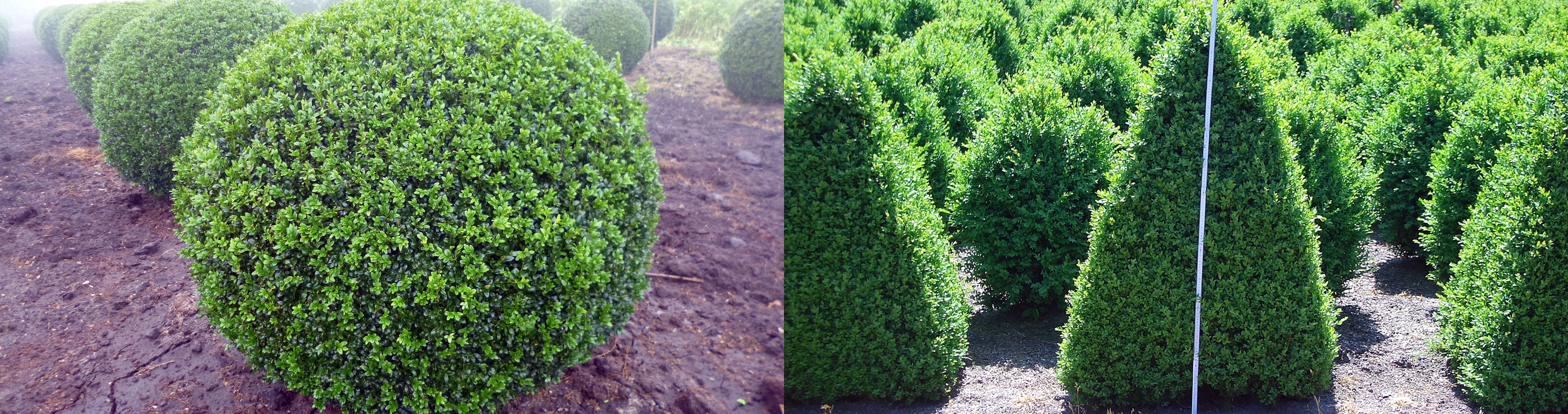 Buxus, Kugel, Kegel