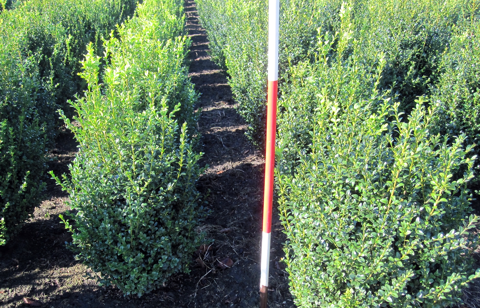 Buxus, Hecke