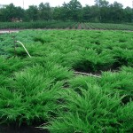 Juniperus media 'Mint Julep'