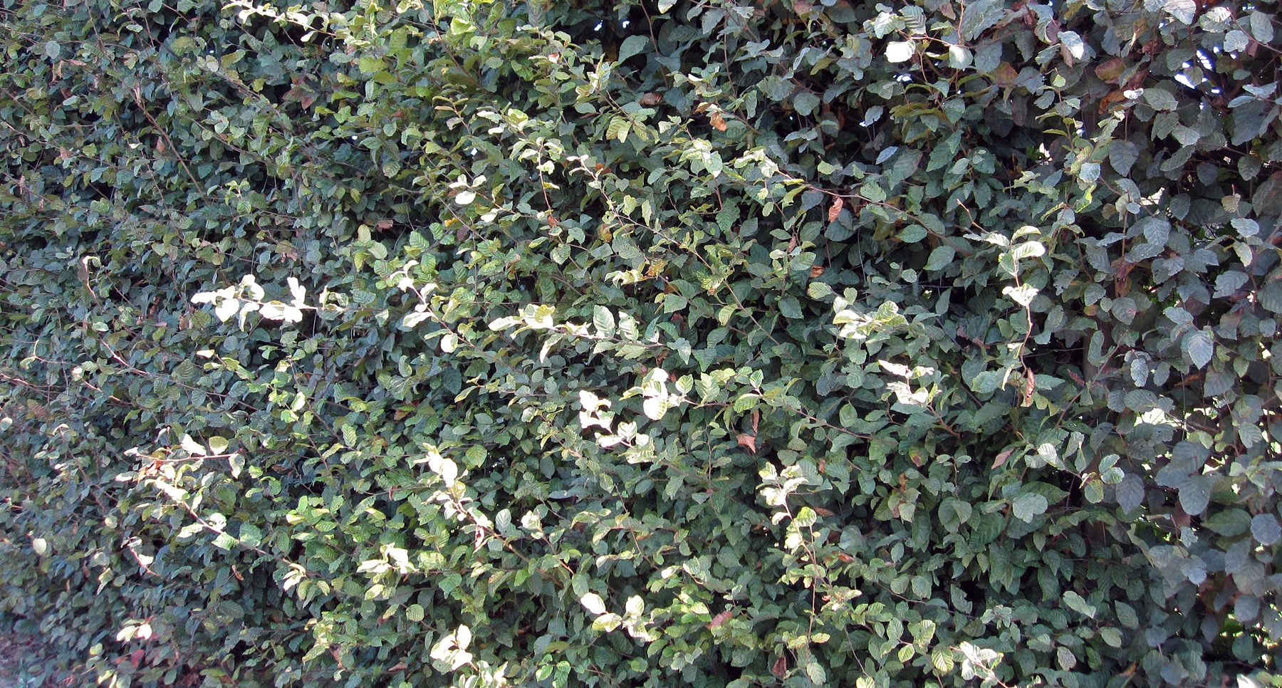 Carpinus betulus