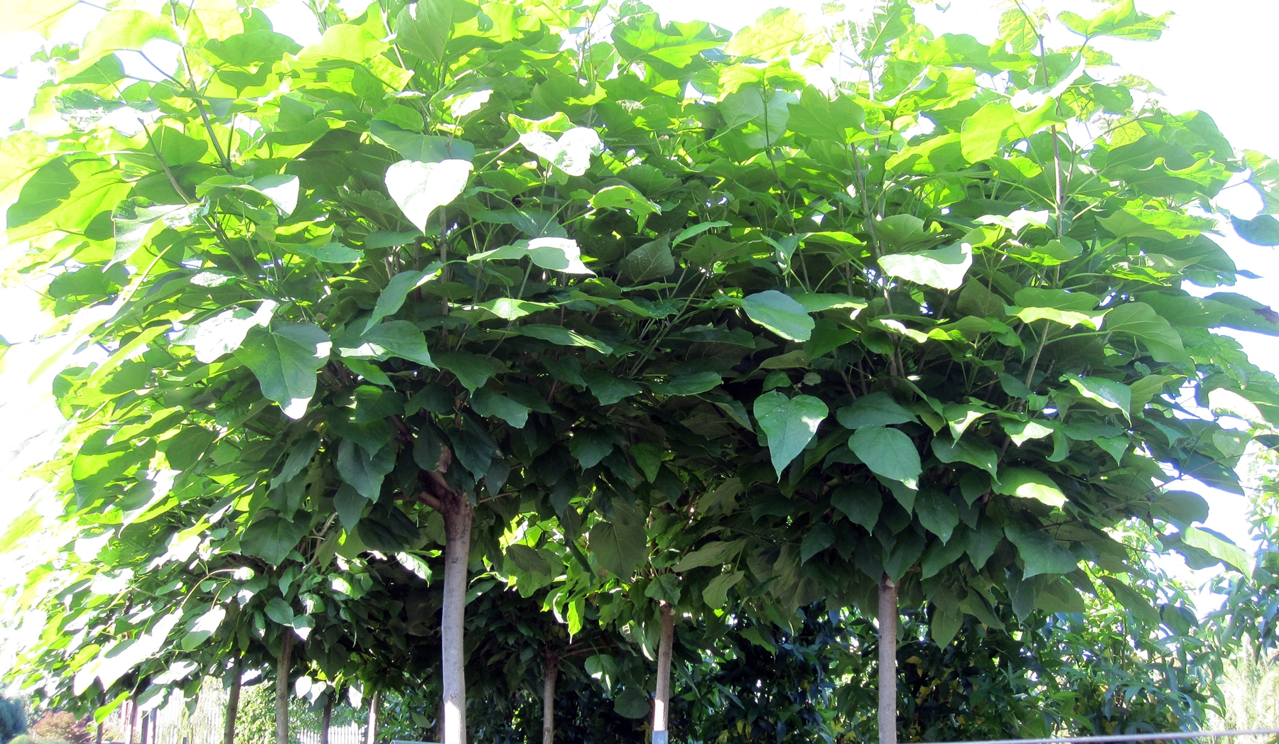 Catalpa bignonioides Nana