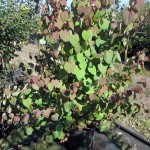 Cercidyphyllum