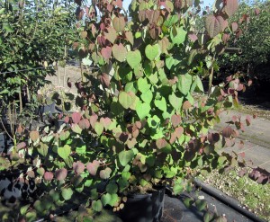 Cercidyphyllum