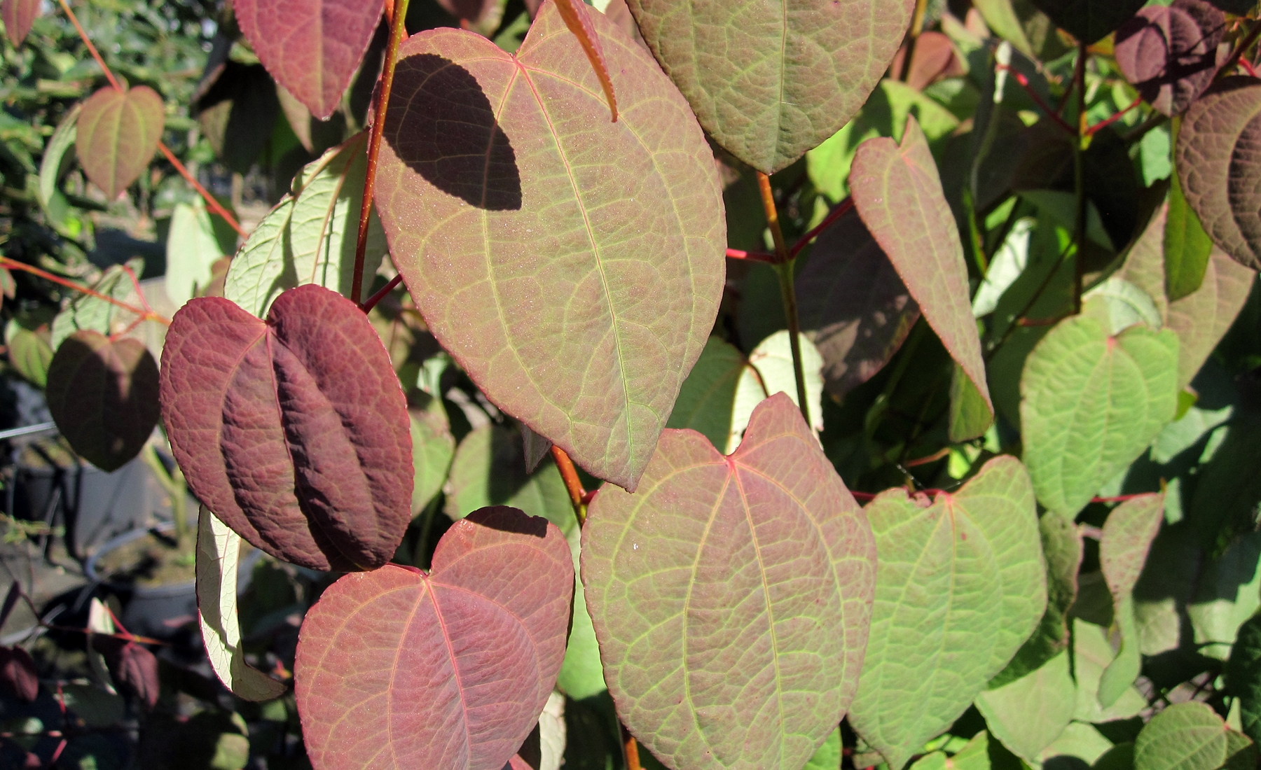Cercidiphyllum japonicum
