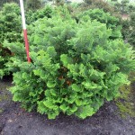 Chamaecyparis obtusa Nana Gracilis