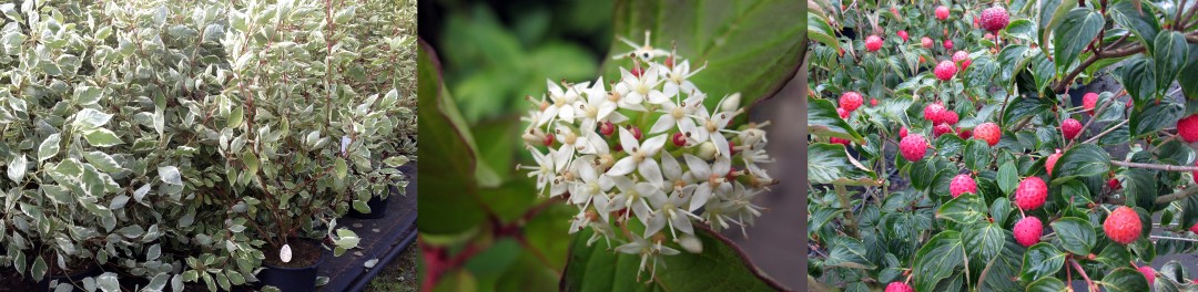 Cornus Satomi, Cornus Sibiria, Cornus Sibiria Variegata