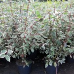 Cornus Sib. Variegata