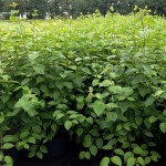 Cornus alba Sibirica