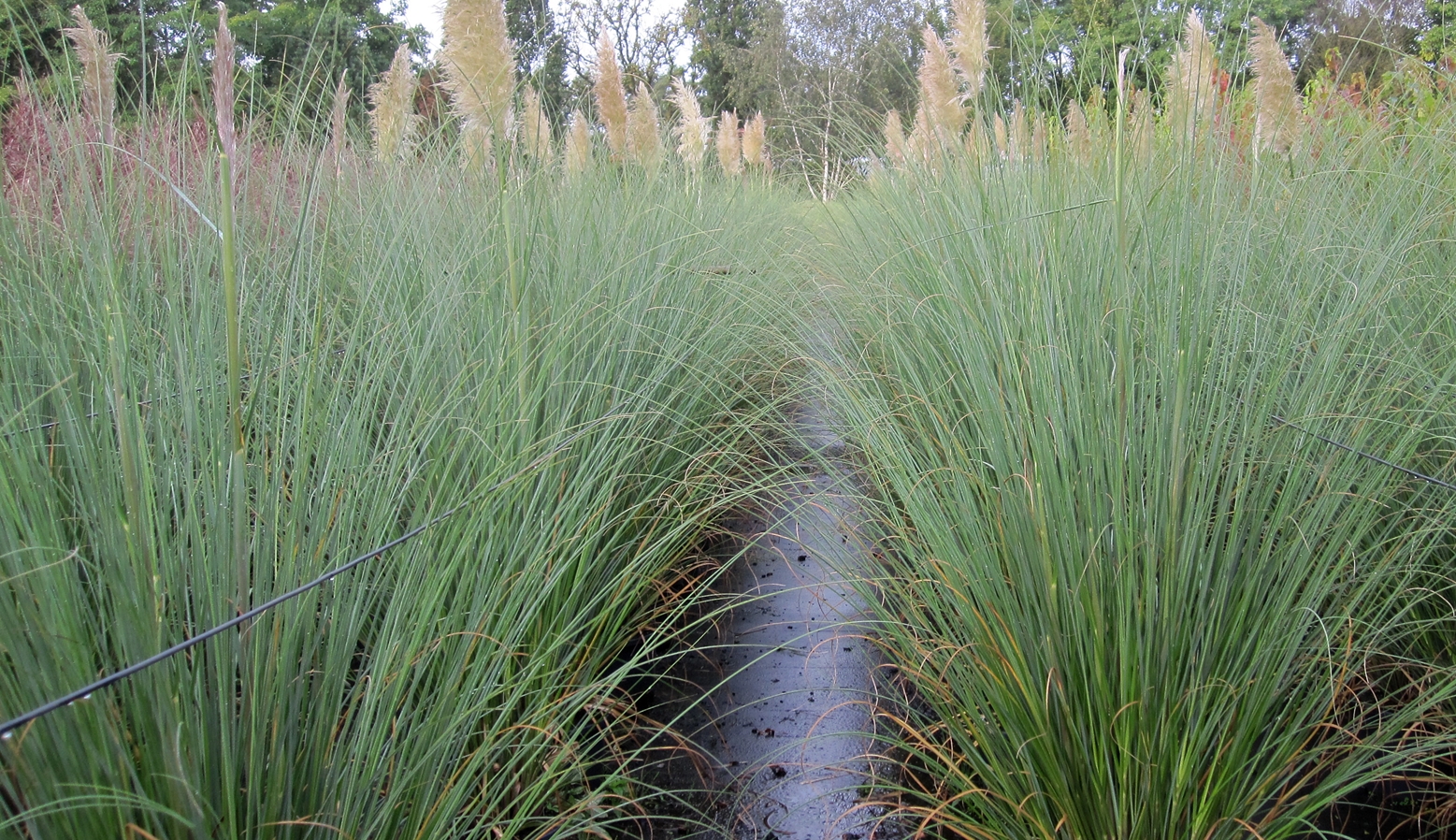 Cortaderia