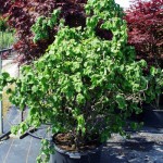 Corylus avellana Contorta