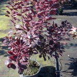 Cotinus coggygria Royal Purple