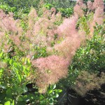 Cotinus Young Lady