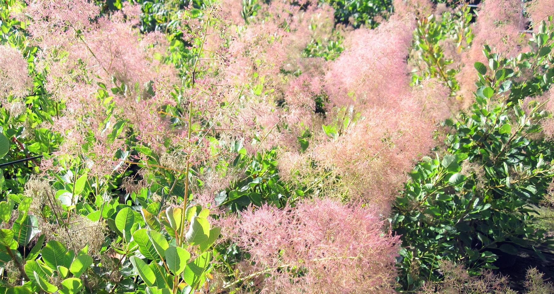Cotinus coggygria Young Lady