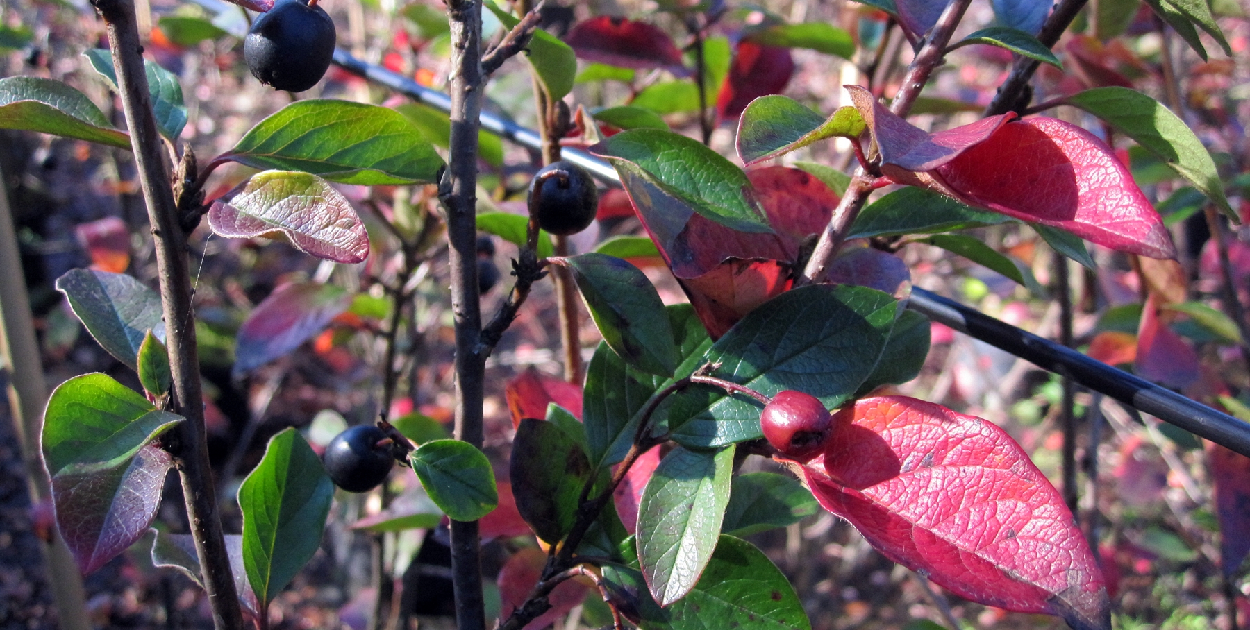 Cotoneaster lucidus