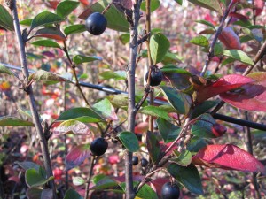 Cotoneaster