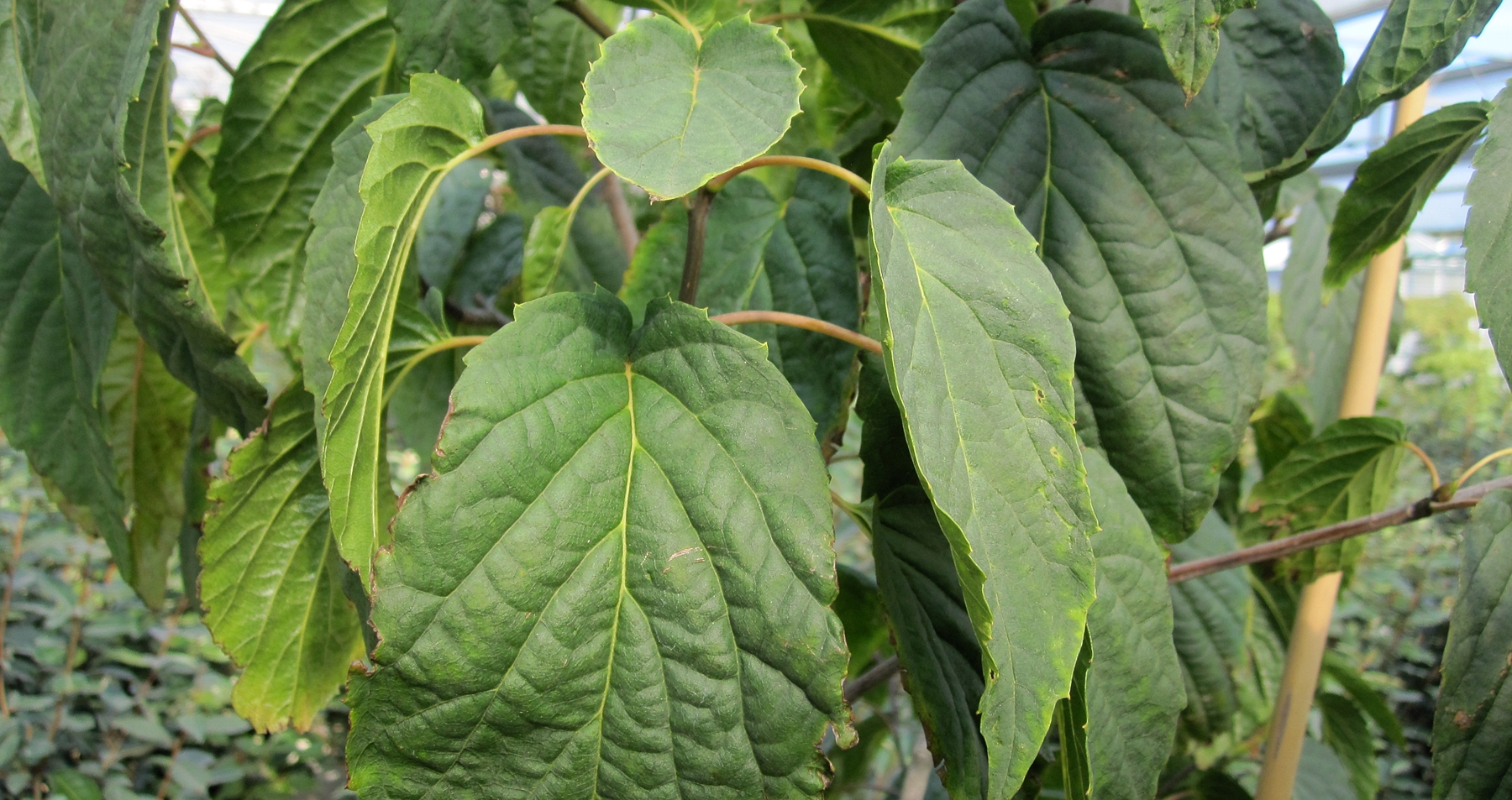 Davidia involucrata