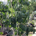 Davidia involucrata