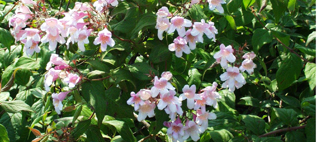 Deutzia Beitragsbild
