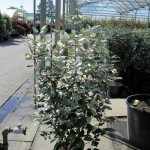 Elaeagnus ebbingei
