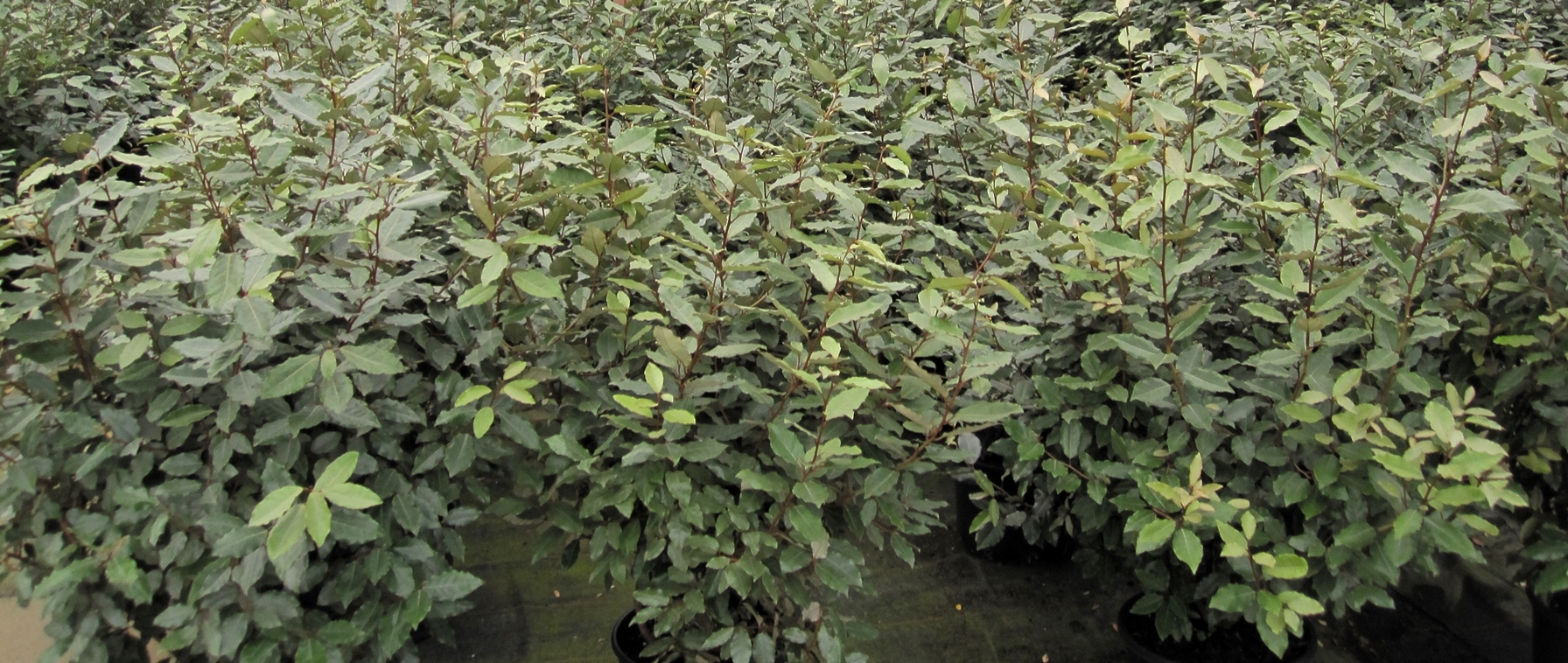 Elaeagnus ebbingei