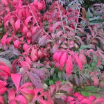 Euonymus Compactus