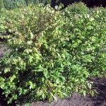 Euonymus alatus