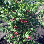 Euonymus planipes