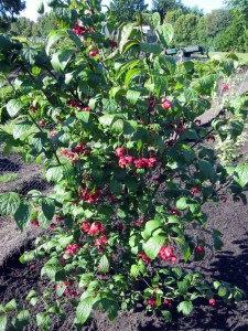 Euonymus planipes