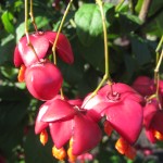 Euonymus planipes Frucht
