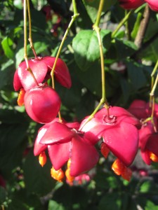 Euonymus planipes Frucht