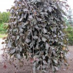 Fagus purpurea Pendula