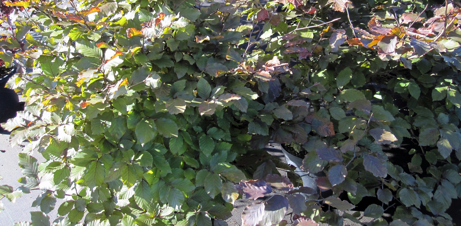 Fagus