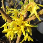 Forsythia 'Lynwood'