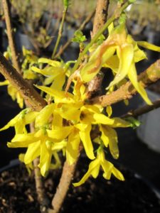 Forsythia 'Lynwood'