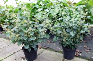 Hedera helix arborescens